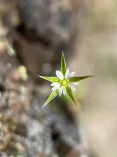 shining chickweed thumbnail 1
