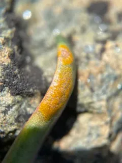Uromyces unitus thumbnail 2