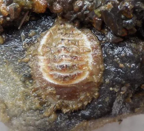 White Veiled Chiton