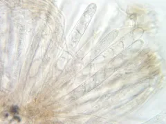 Elliottinia kerneri thumbnail 3
