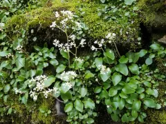 Gorman's Saxifrage thumbnail 3
