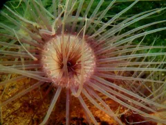 Northern Cerianthid thumbnail 3