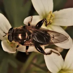 Eastern Catkin Fly thumbnail 3