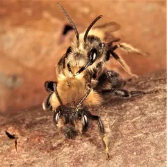 Carlin's Mining Bee thumbnail 2