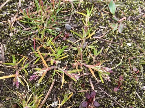 Early Meadow-grass