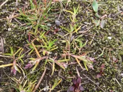 Early Meadow-grass thumbnail 1