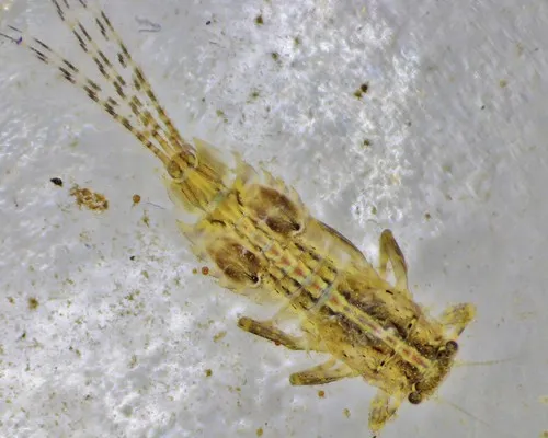 Eurylophella enoensis
