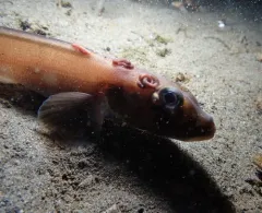 Blackbelly Eelpout thumbnail 2