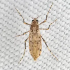 Chaoborus punctipennis thumbnail 2