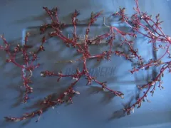 Saline Goosefoot thumbnail 3