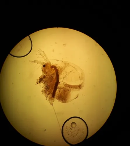 Lathonura rectirostris