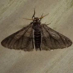 Half-wing Moth thumbnail 3