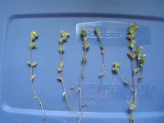 Hudson's eyebright thumbnail 1