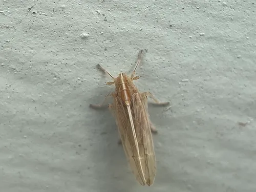 Stenocranus dorsalis