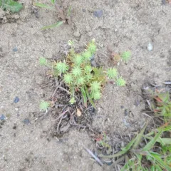 Curveseed Butterwort thumbnail 2