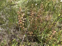 Shining Pepperweed thumbnail 2