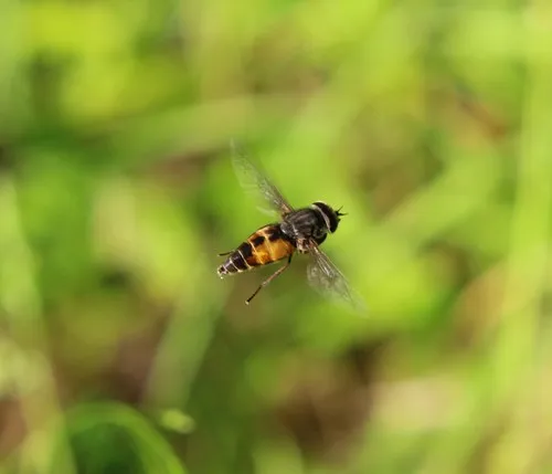 Epistate Horse Fly
