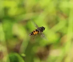 Epistate Horse Fly thumbnail 1