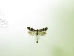 Chionodes lugubrella thumbnail 3