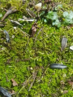 Timmiella crassinervis thumbnail 2