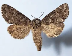 Lasionycta taigata thumbnail 1
