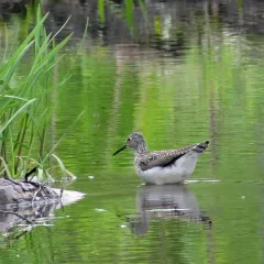 Solitary Sandpiper thumbnail 4