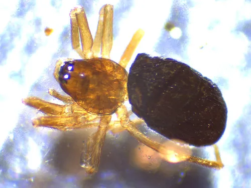 Tusukuru hartlandianus