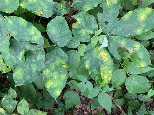 Cercospora clavigera