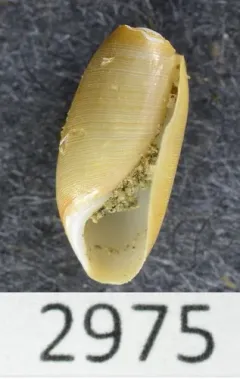 Acteocina cerealis thumbnail 2