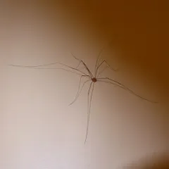 Aldrich's Harvestman thumbnail 5