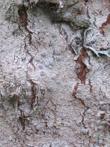 Frosted Ragged-rim Lichen