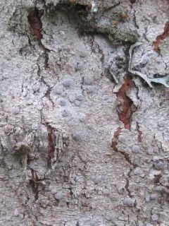 Frosted Ragged-rim Lichen thumbnail 1