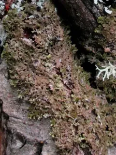 Melanohalea trabeculata thumbnail 2