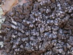 Dimpled Camouflage Lichen thumbnail 2