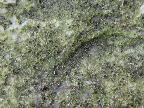 Protothelenella corrosa