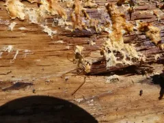 Cave spider thumbnail 3