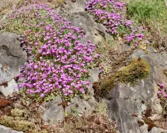 purple rock cress thumbnail 2