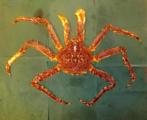 Red King Crab