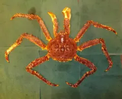 Red King Crab thumbnail 1