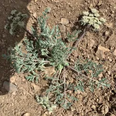 bigseed biscuitroot thumbnail 3