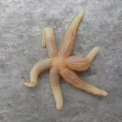 Odd-rayed Star thumbnail 3