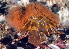 Schuchertinia allmanii thumbnail 3