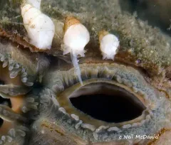 Odostomia tenuisculpta thumbnail 4