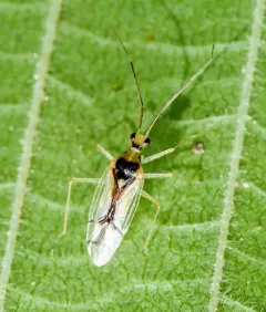 Hyaliodes vitripennis thumbnail 3