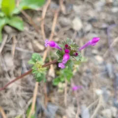 henbit deadnettle thumbnail 4