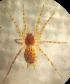 Thick-hooked Comb-tailed Spider thumbnail 1