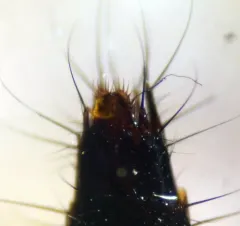 Nitidotachinus scrutator thumbnail 4