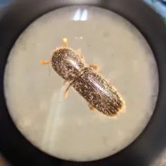 Xyleborinus attenuatus thumbnail 1