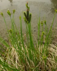 Enander's sedge thumbnail 2