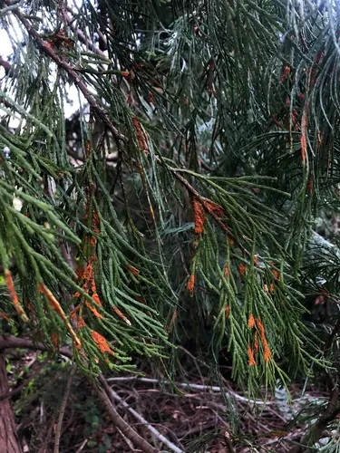 Gymnotelium blasdaleanum